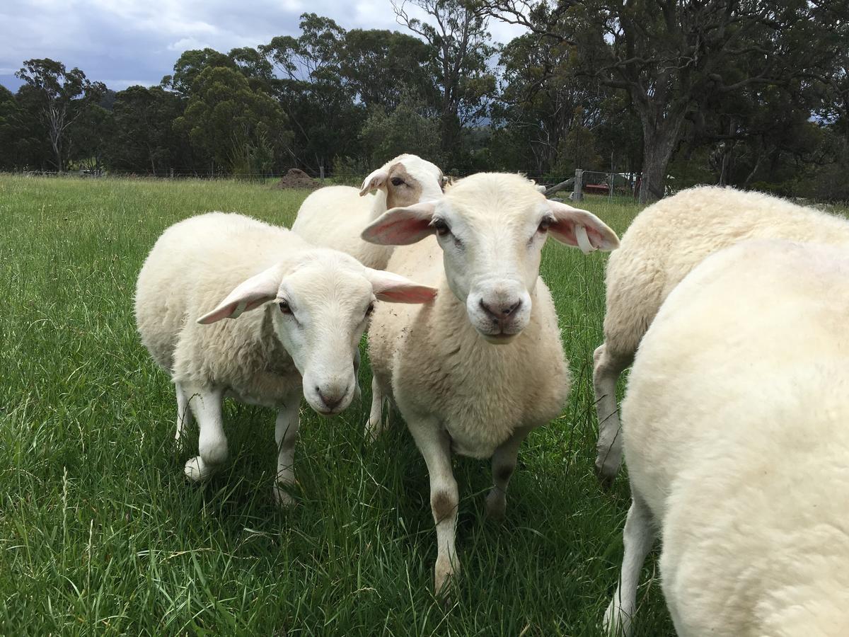Bryn Glas Farm Stay Moruya Exterior photo